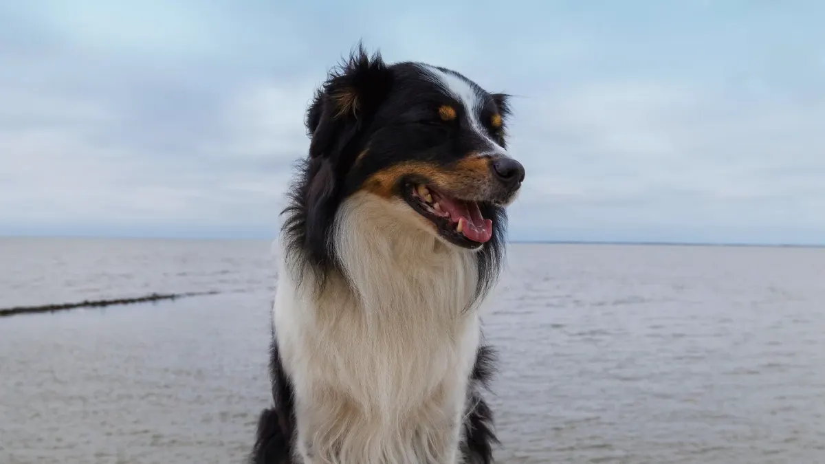 A black and white Border Collie and a merle Australian Shepherd standing side by side in a grassy field
