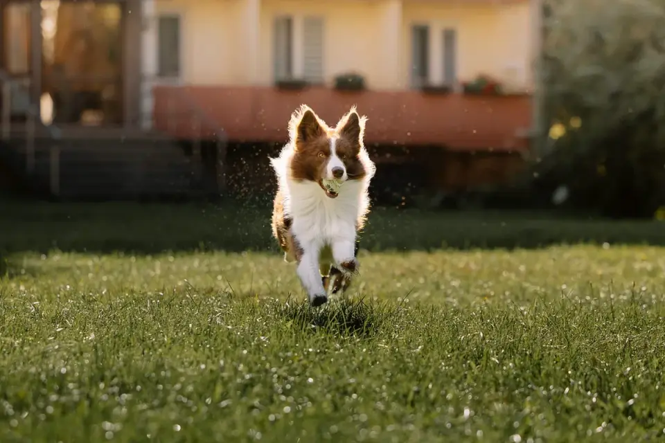 A Border Collie running at speed across a grass field