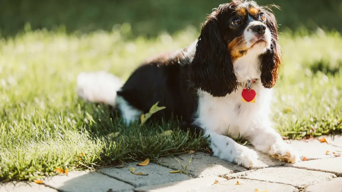 A Cavalier King Charles Spaniel and a Cocker Spaniel sitting side by side on grass
