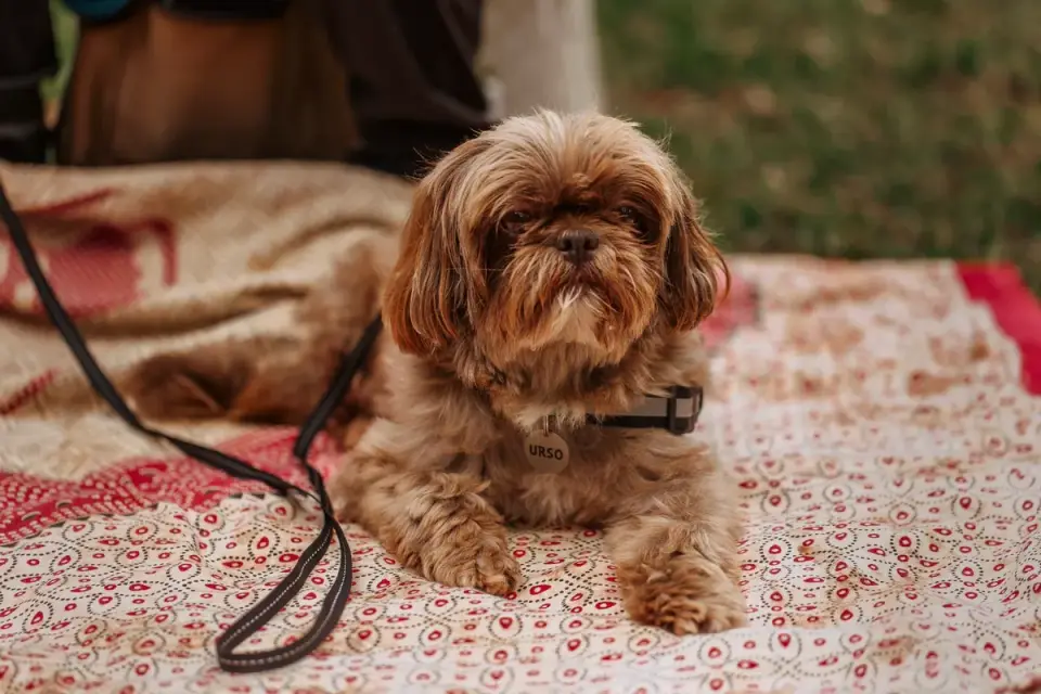 A compact GPS tracker tag clipped to a dog&#x27;s collar