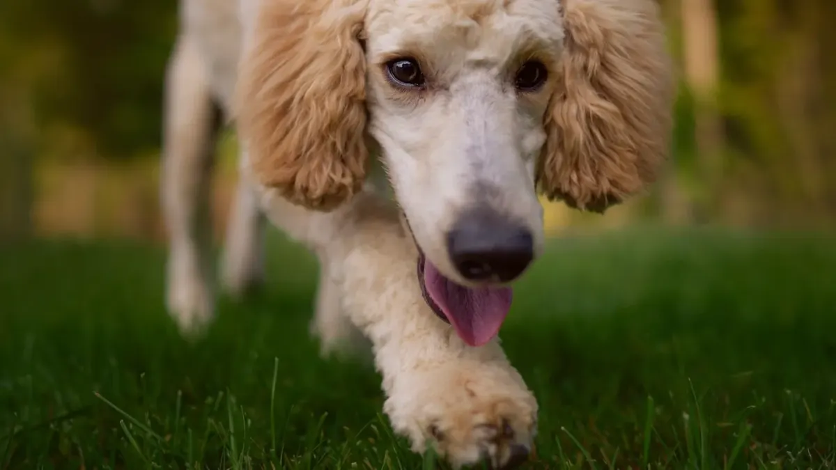 A cream standard poodle standing on a grooming table while being brushed with a slicker brush