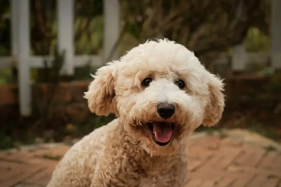 A curly-coated dog standing calmly after a grooming session