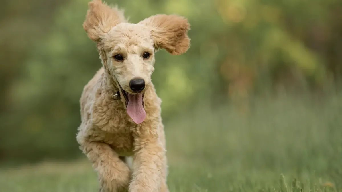 A curly-coated Labradoodle and a wavy-coated Goldendoodle standing side by side outdoors