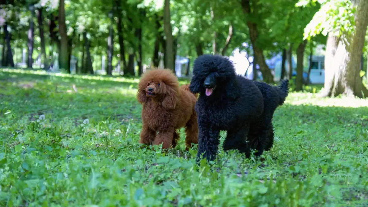 A curly-coated Poodle and a wavy-coated doodle sitting together outdoors