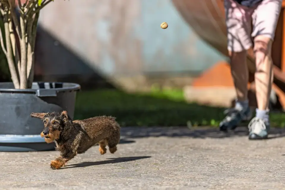 A dachshund mid-jump off a couch onto a bare hardwood floor