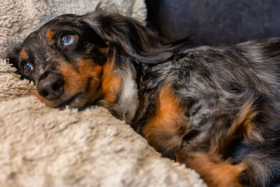A dachshund walking up a pet ramp onto a couch