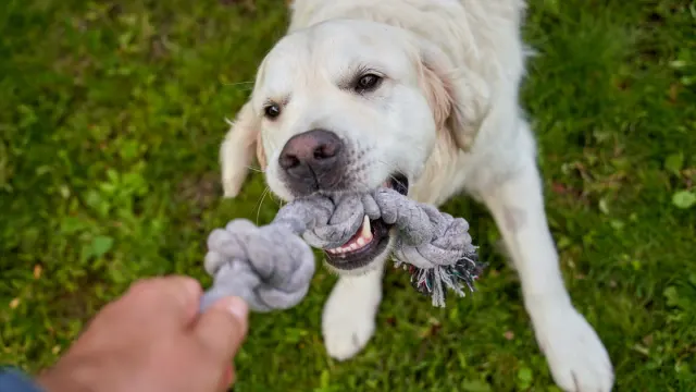 A dog and its owner playing tug-of-war with a rope toy in a backyard