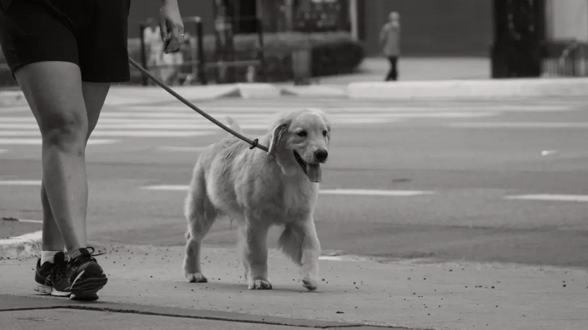 A dog and owner walking together on a sidewalk in early morning light