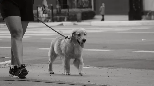 A dog and owner walking together on a sidewalk in early morning light
