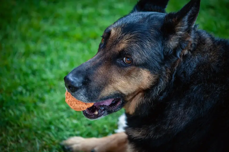 A dog chewing on a solid rubber toy outdoors on grass