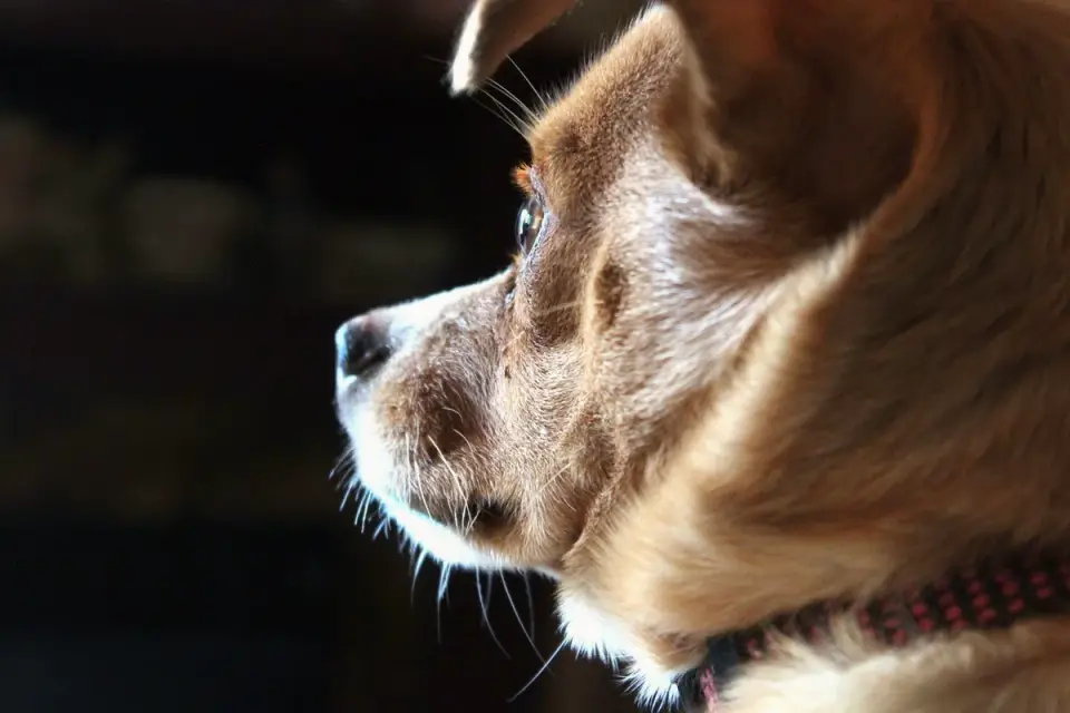 A dog collar hanging on a wall hook beside a bed in a dim bedroom