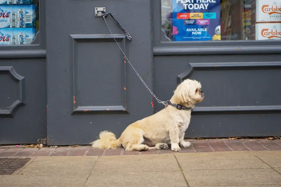A dog cowering behind its owner&#x27;s legs near an open front door