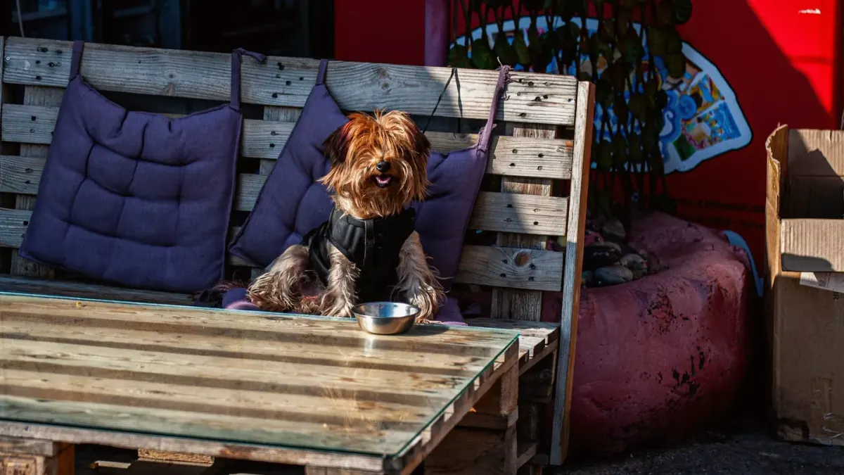 A dog crouched low near a window, ears pinned back, watching the street