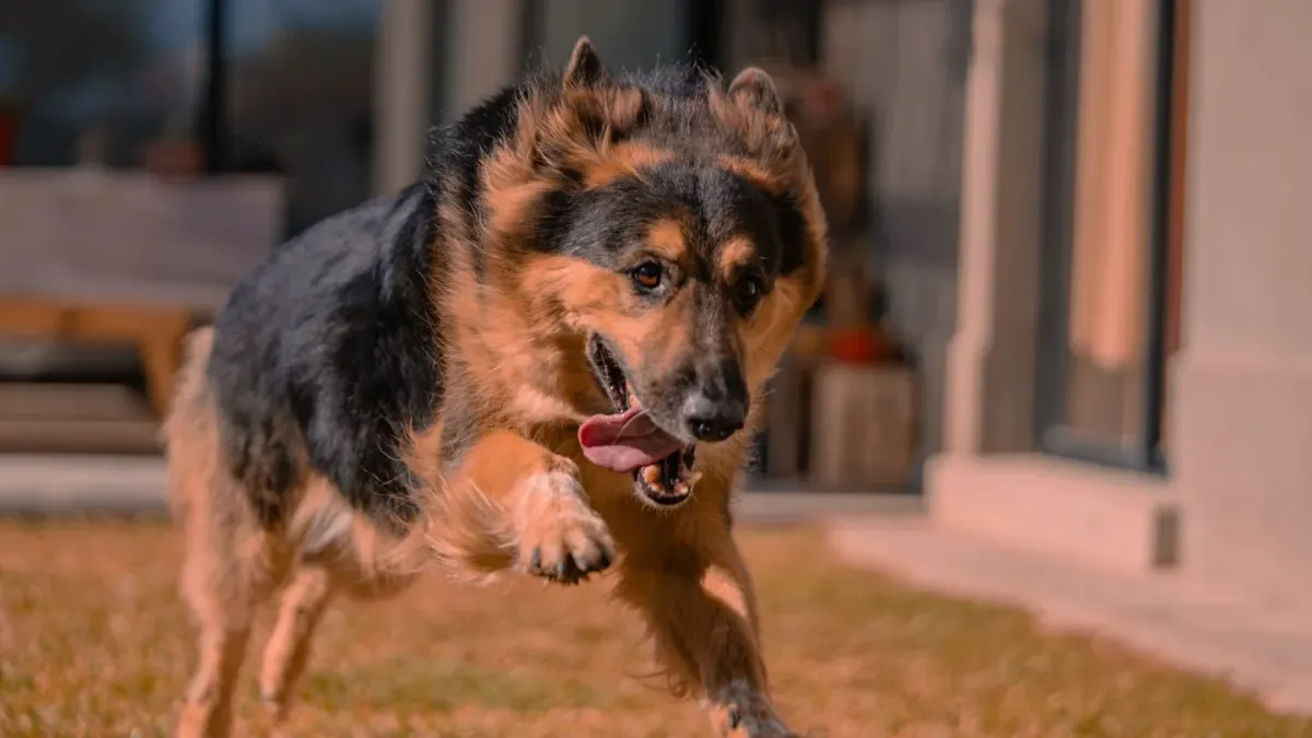 A dog dashing through a partly open wooden gate into a yard