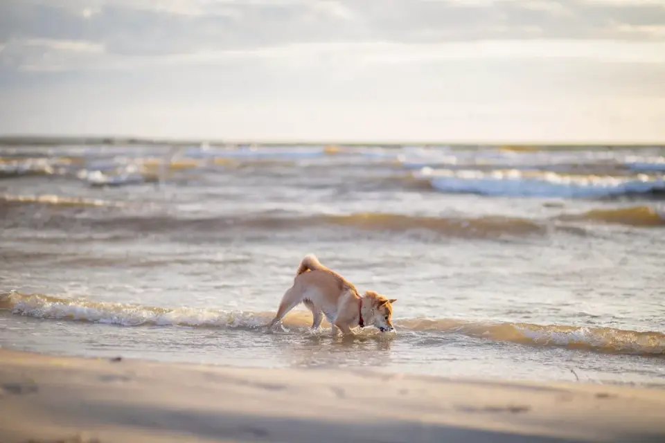 A dog drinking from a collapsible water bowl on sand