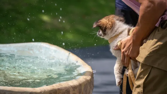 A dog drinking from a running pet water fountain on a kitchen floor