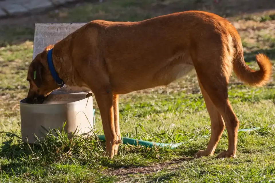 A dog drinking from a water bowl in the shade next to a backyard sprinkler