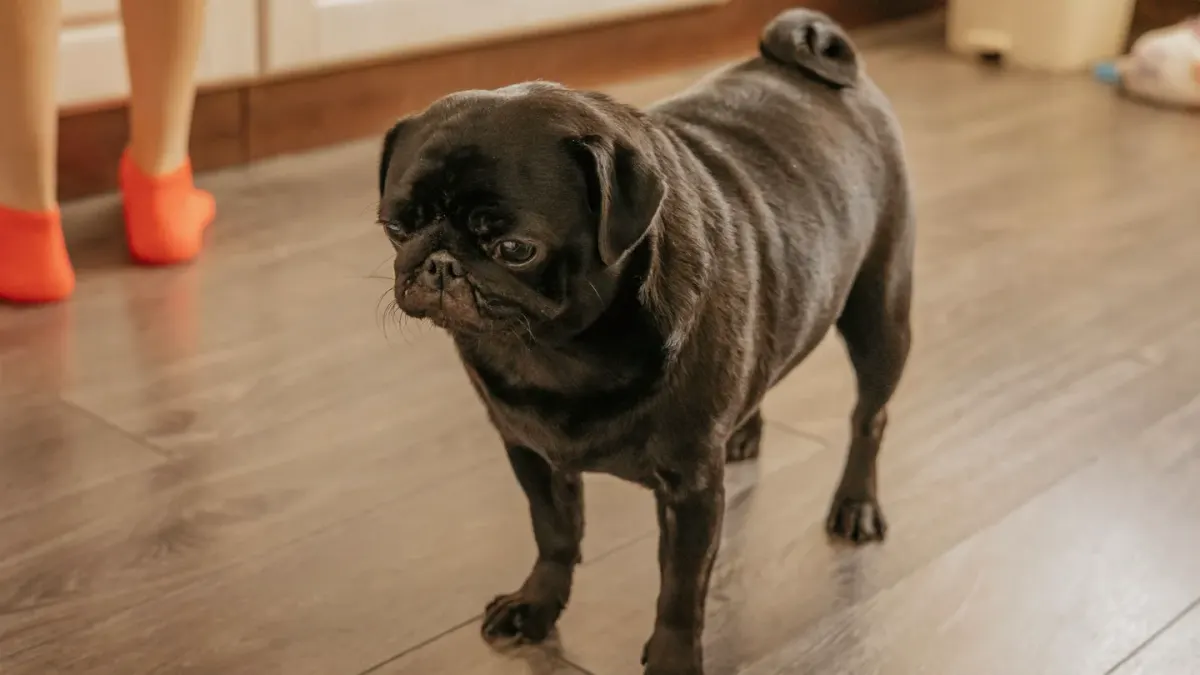 A dog eating kibble from a textured slow feeder bowl on a kitchen floor