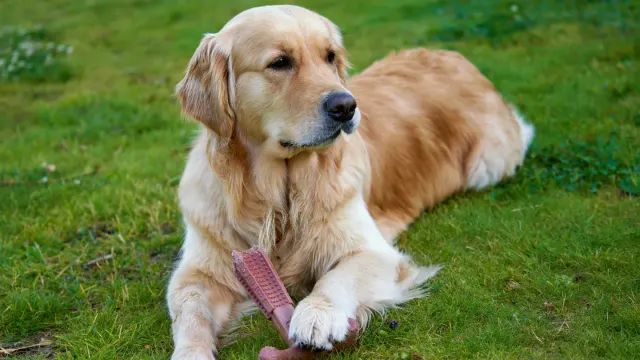 A dog gnawing on the leg of a wooden chair in a living room