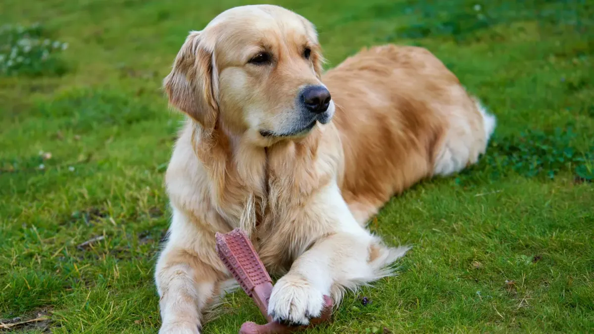 A dog gnawing on the leg of a wooden chair in a living room