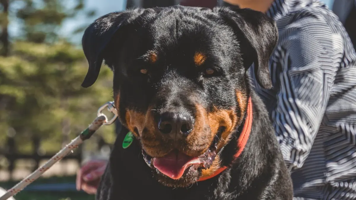 A dog holding a sit-stay while a handler steps several feet away in a park setting