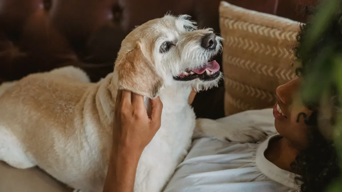 A dog leaning away slightly while an owner reaches out to pet its shoulder