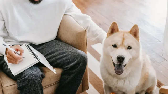 A dog lying calmly inside a low exercise pen set up in a living room