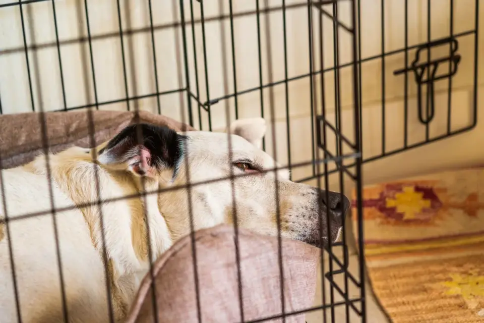 A dog lying calmly inside a secured crate during a car ride