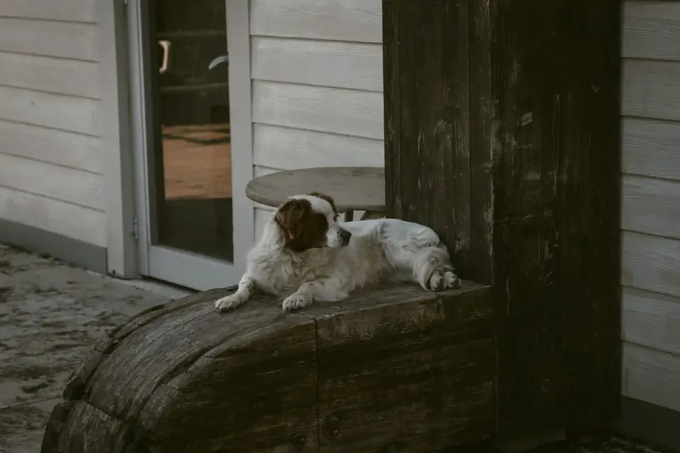 A dog lying calmly near a closed interior door