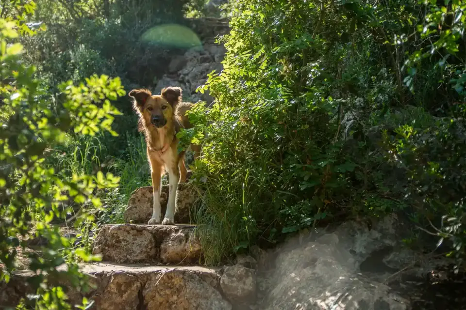 A dog lying down and panting in the shade beside a hiking trail