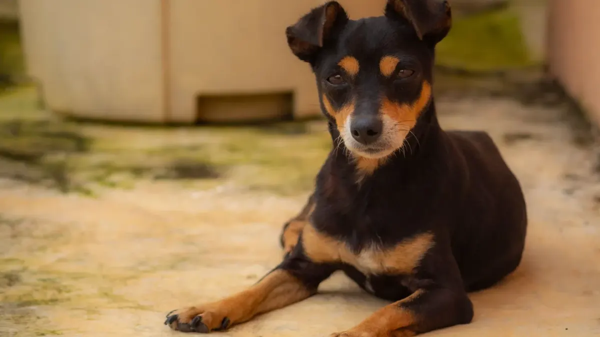 A dog lying just outside a bathroom doorway, watching its owner