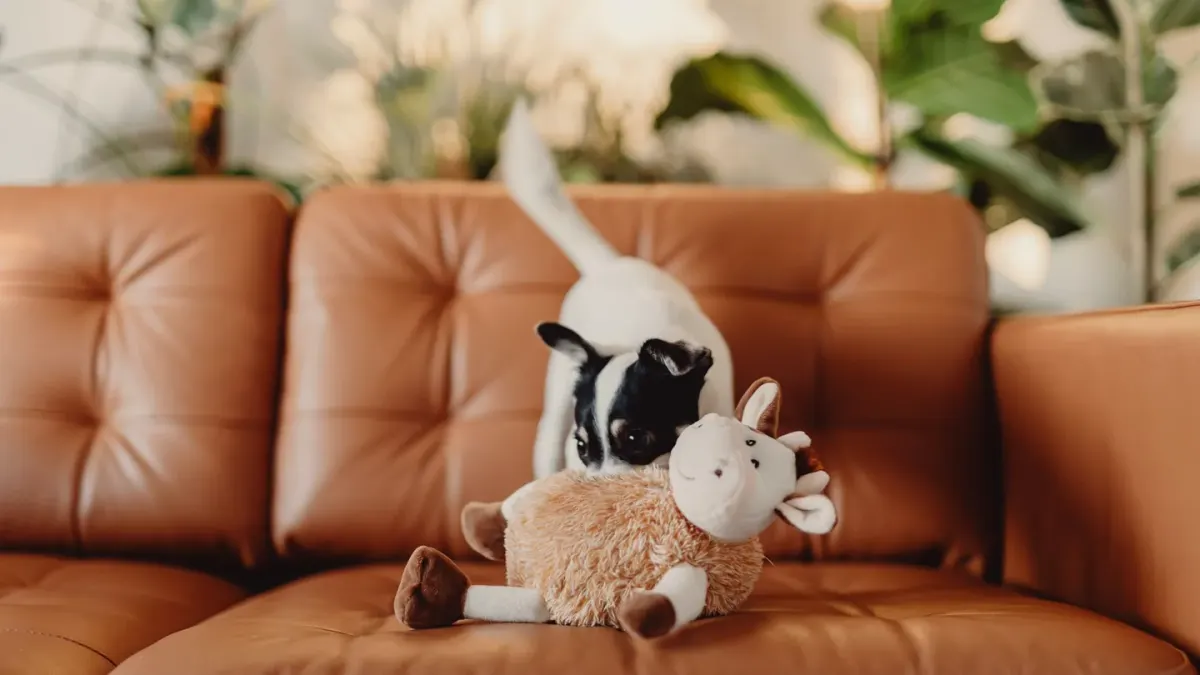 A dog lying on a living room floor gnawing on a plush squeaky toy