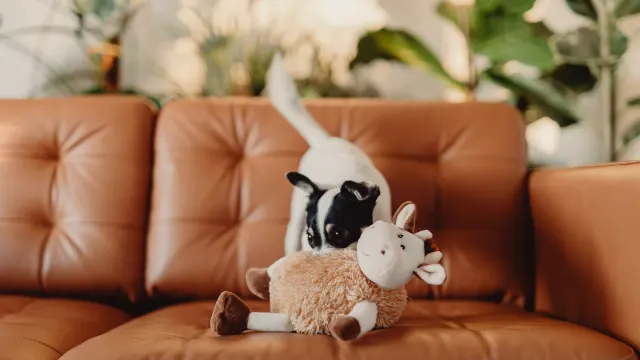 A dog lying on a living room floor gnawing on a plush squeaky toy