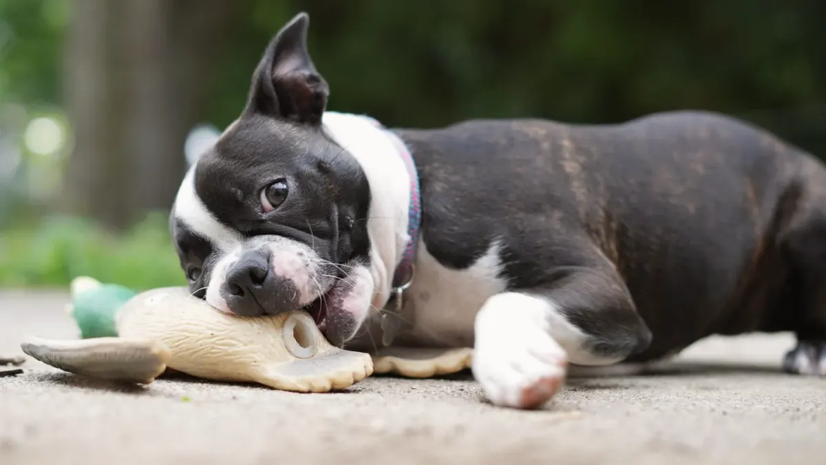 A dog lying on a rug chewing a red rubber toy