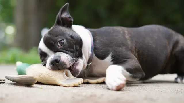 A dog lying on a rug chewing a red rubber toy