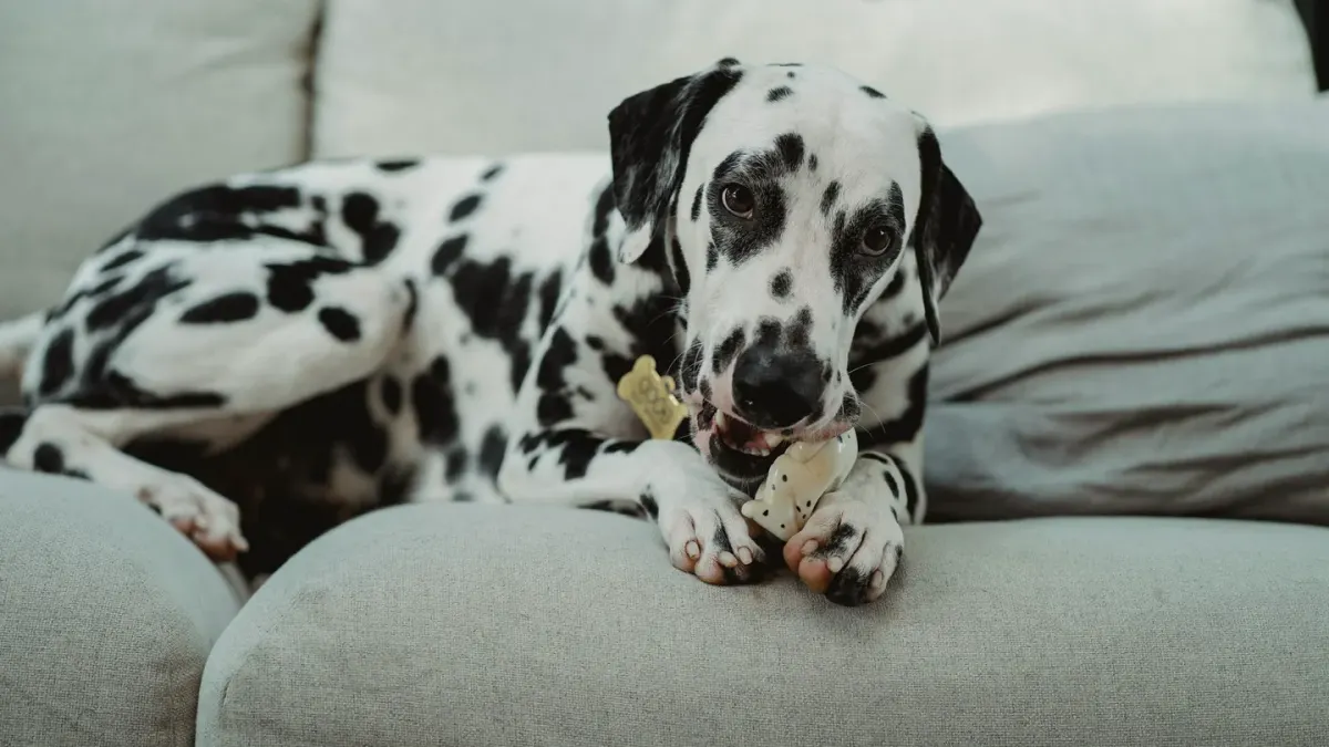 A dog lying quietly in an open crate with a soft toy nearby