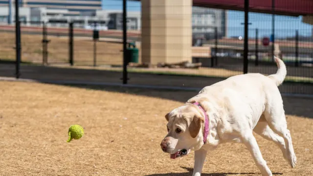 A dog mid-stride chasing a bright green tennis ball across grass
