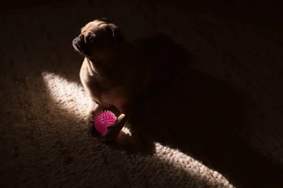 A dog nosing at a treat-dispensing puzzle toy on the floor