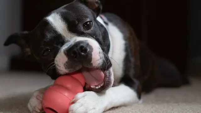 A dog nosing a treat-dispensing puzzle toy beside a rubber chew toy on a living room rug