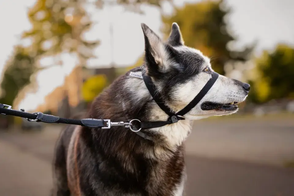 A dog on a leash being redirected by its owner during a walk
