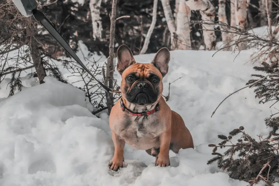A dog on leash wearing a prong training collar during an outdoor walk