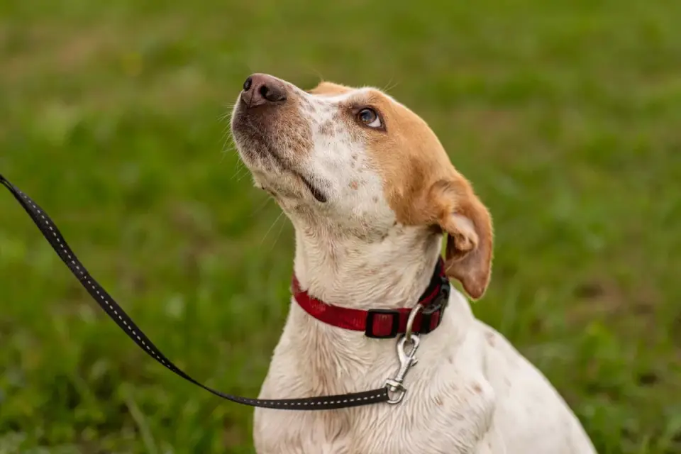 A dog on a long leash walking through an open field