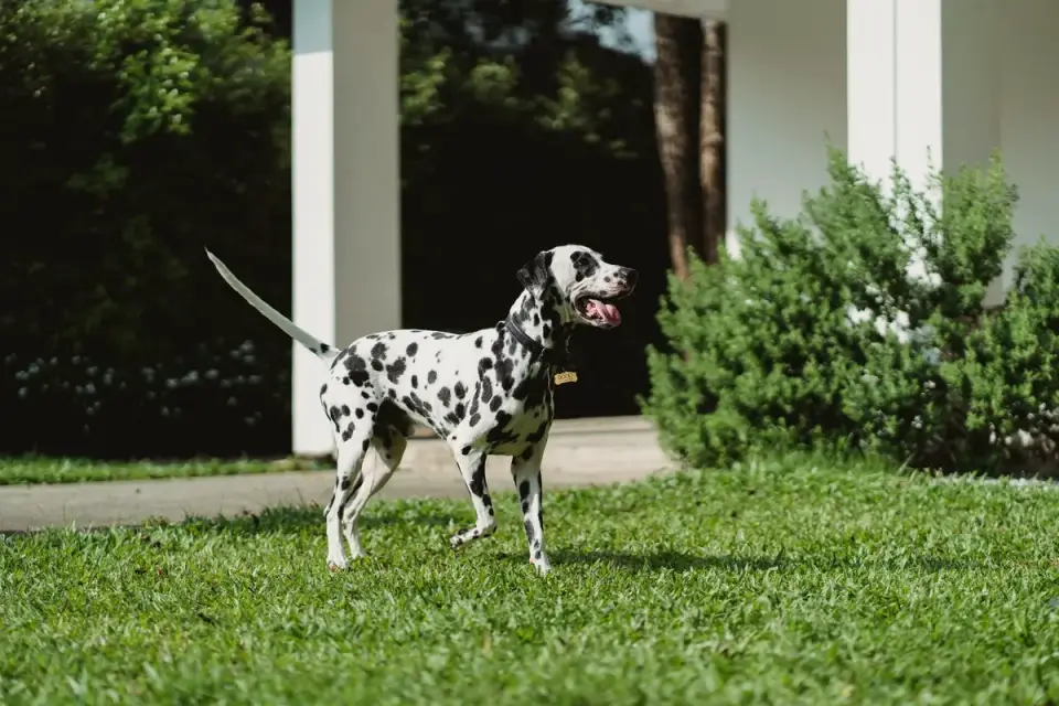 A dog outdoors wearing a GPS tracking collar attachment