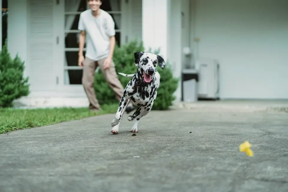 A dog owner cueing their dog to release a toy during play