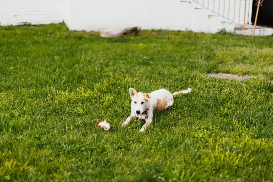 A dog owner holding a flirt pole with the lure resting on the grass