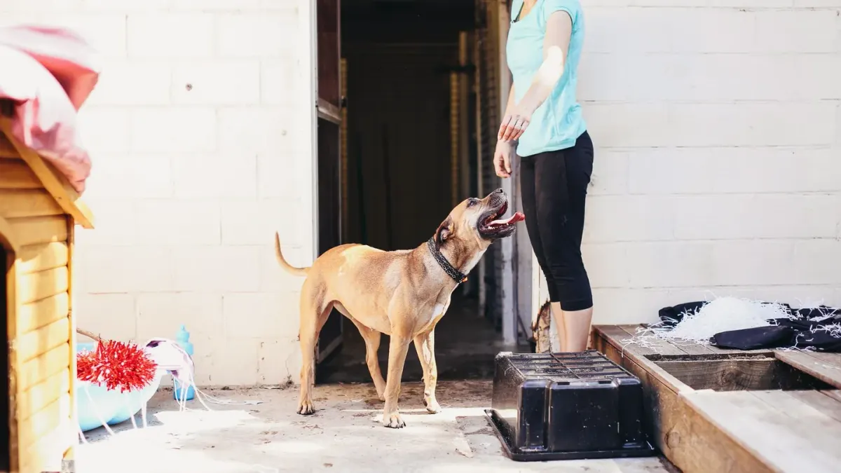 A dog owner's hand delivering a small treat to a dog mid-training session