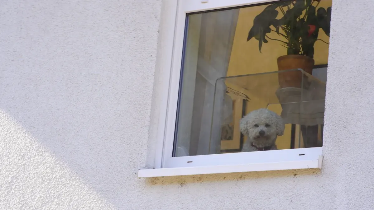 A dog resting near a window while looking out at an empty driveway