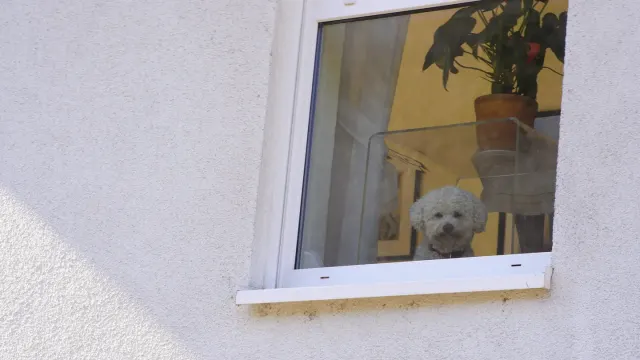 A dog resting near a window while looking out at an empty driveway