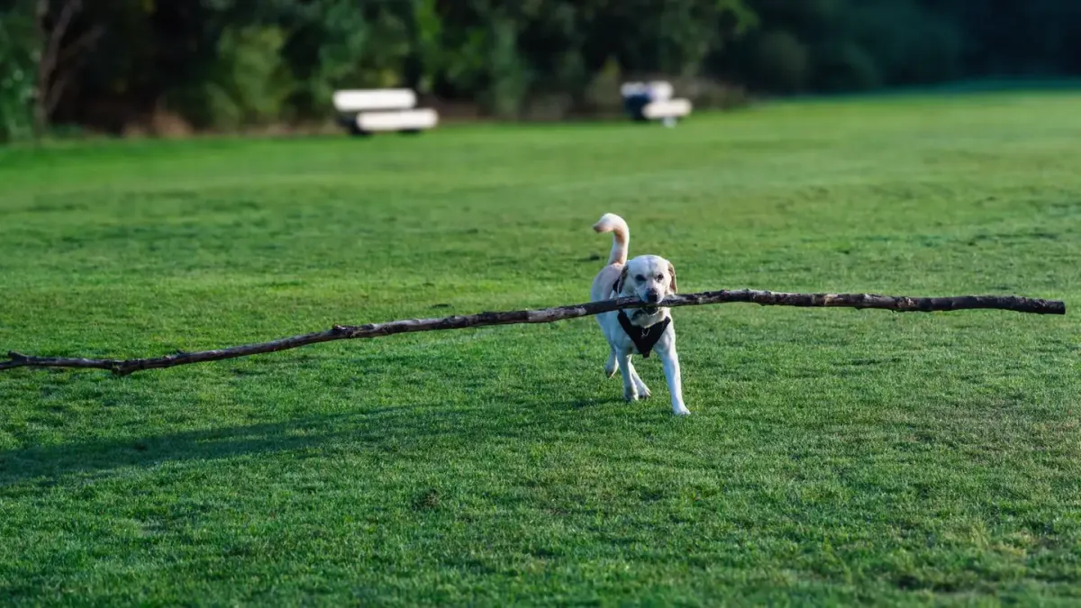 A dog running across an open field with a long training line trailing behind it