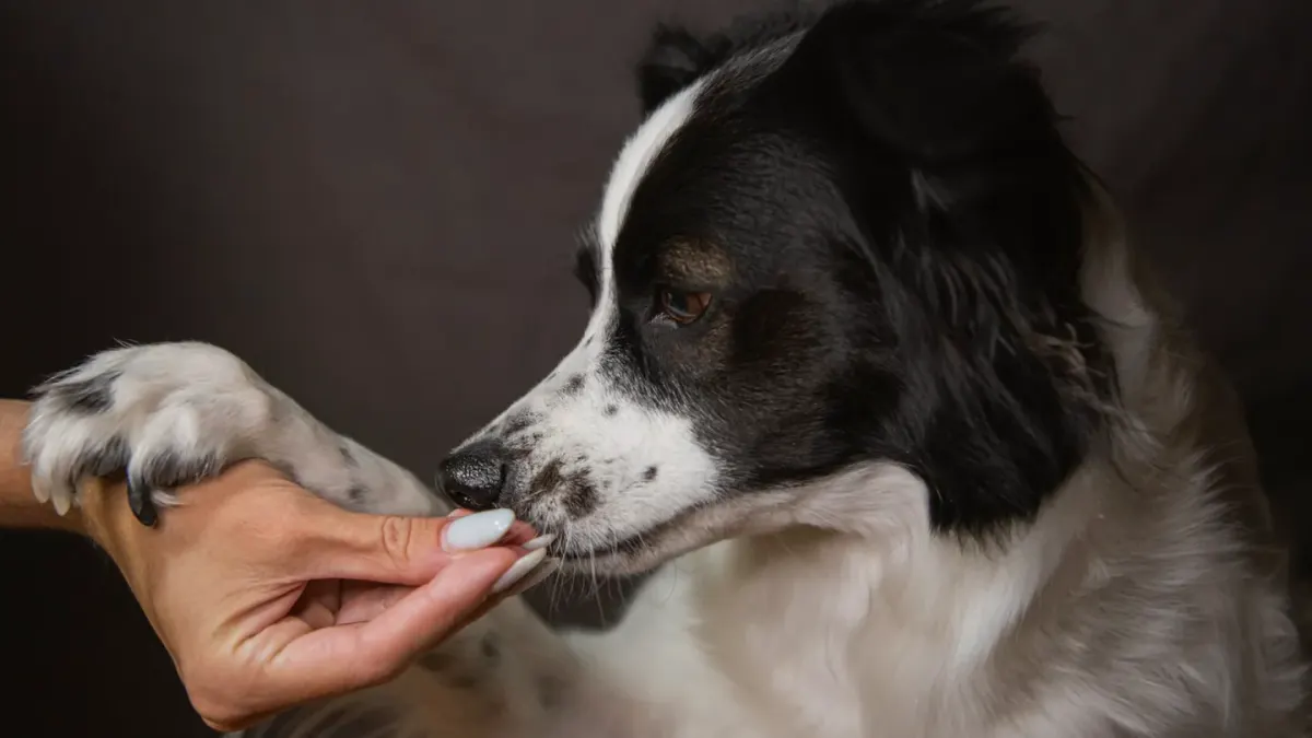 A dog's paw held gently while a nail grinding tool is used near the nail tip